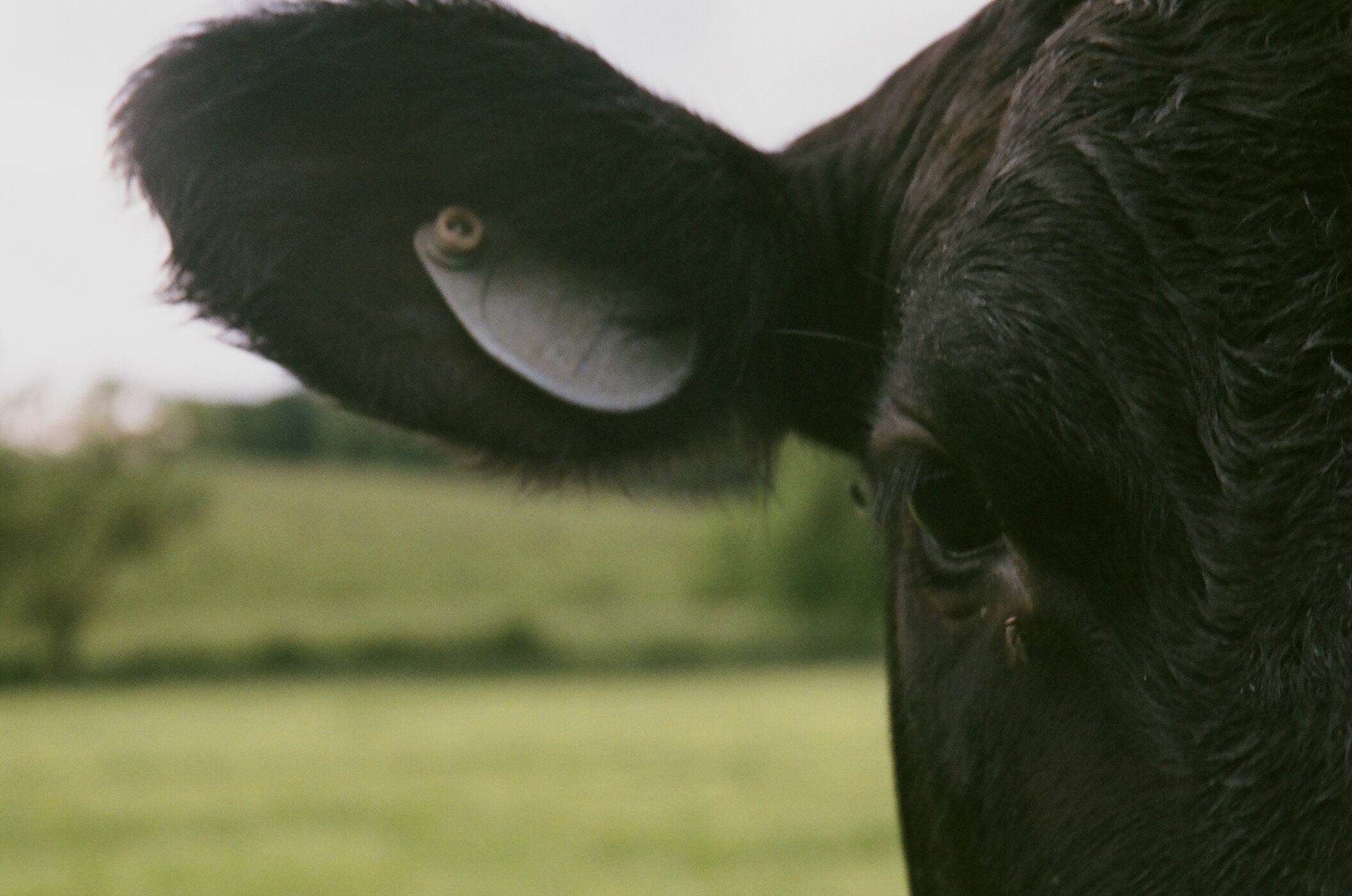 Bovinos Wagyu negros em campo aberto